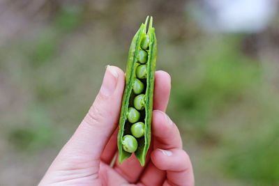 Close-up of hand holding pea pod