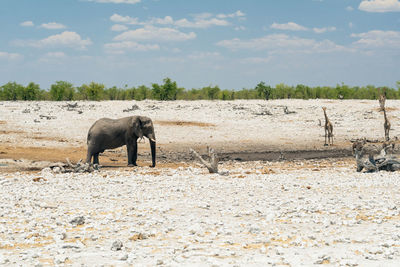 View of elephant on field against sky