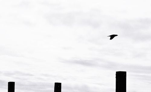 Low angle view of seagull flying against sky