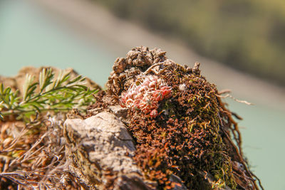 Close-up of pine cone on tree trunk