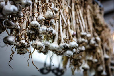 Garlic bulbs hanging