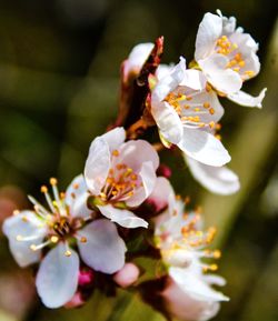 Close-up of white cherry blossom