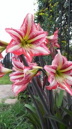 Close-up of fresh pink flowers blooming in park