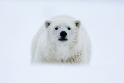 Portrait of white dog