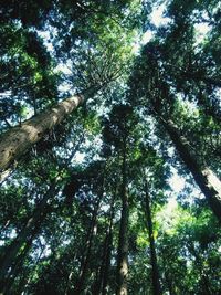 Low angle view of bamboo trees in forest