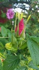 Close-up of green butterfly on plant