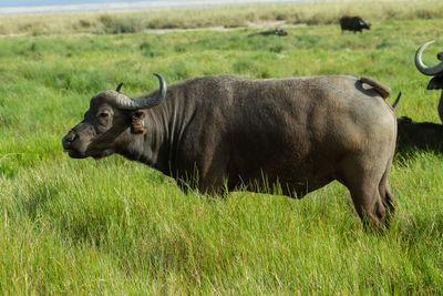 Side view of a horse on field