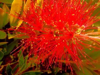 Close-up of red flower