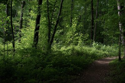 Trees in forest