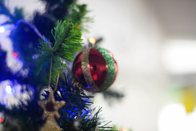 Close-up of christmas tree