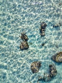 High angle view of turtle in swimming pool