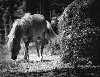 Horses grazing on field