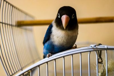 Close-up of bird perching outdoors