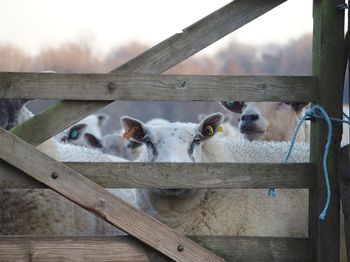 Close-up of cat on wood against sky