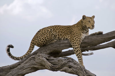 Low angle view of giraffe against sky