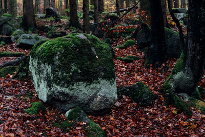 Moss growing on tree trunk