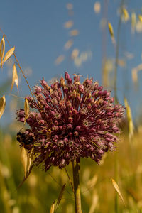 Close-up of pink flowering plant