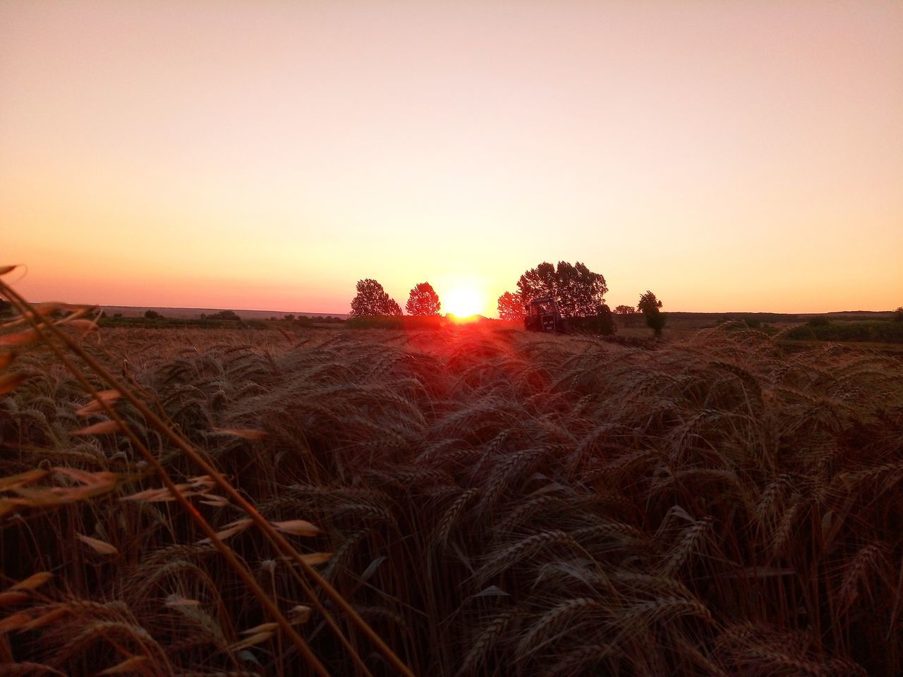 field, sunset, landscape, nature, agriculture, beauty in nature, tranquility, rural scene, growth, tranquil scene, clear sky, sky, scenics, outdoors, grass, no people, tree, day