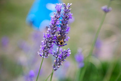 Close-up of bee pollinating on purple flower