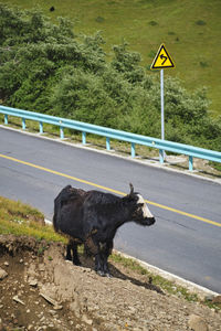 View of a horse on road