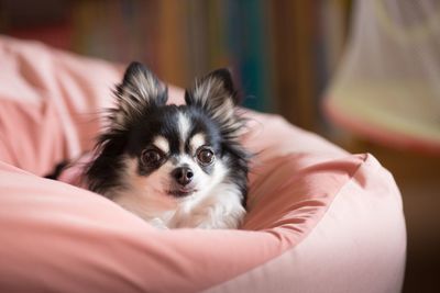 Portrait of dog relaxing on sofa