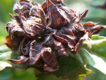 Close-up of spider