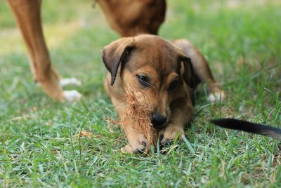 Dog looking away on field