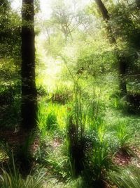 Plants growing on tree