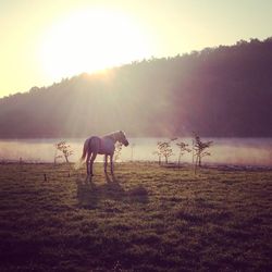 Horses on a field