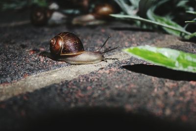 Close-up of snail on ground