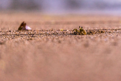 Close-up of insect