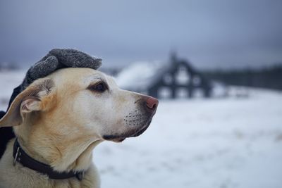 Person in warm clothing stroking dog on snowy field. labrador retriever against winter landscape.