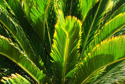 Close-up of palm tree