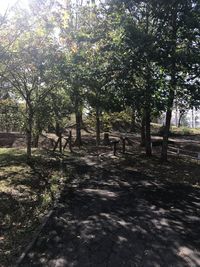 Trees growing on field in forest