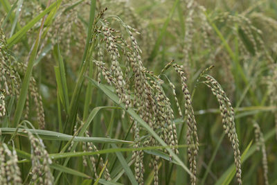 Close-up of crops growing on field