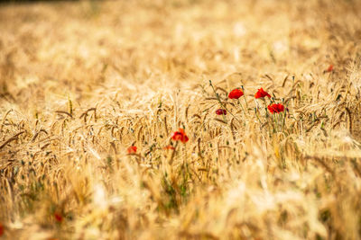 Red poppys growing on field