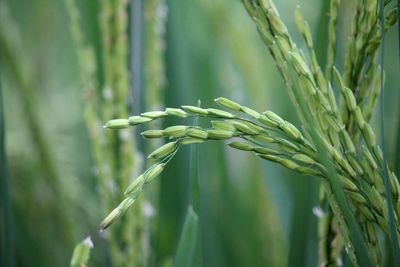 Close-up of bamboo plant