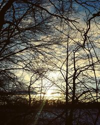 Low angle view of silhouette trees against sky