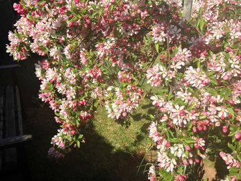 Pink flowers blooming on tree