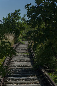 Footpath amidst trees in garden