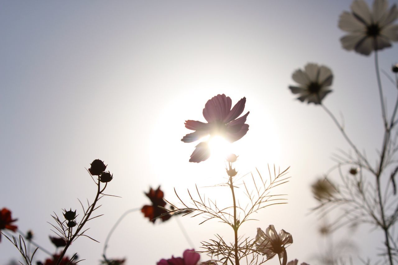 flower, growth, sun, clear sky, beauty in nature, low angle view, freshness, nature, fragility, plant, sunlight, petal, focus on foreground, sky, stem, blooming, close-up, outdoors, tree, sunset