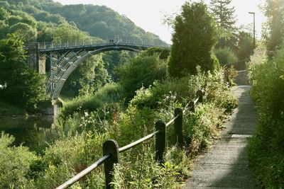 Bridge over river against trees