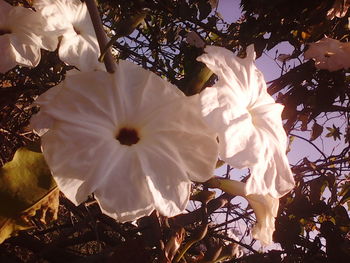 Close-up of fresh flower against sky