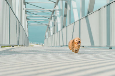 View of dog on bridge