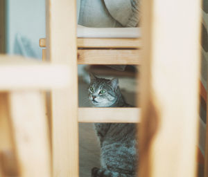 Close-up of cat sitting at home