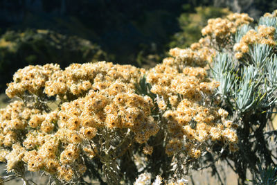 Close-up of flowering plant in winter