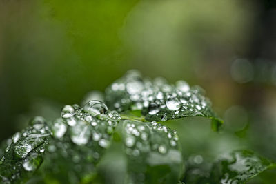 Close-up of water drops on leaf