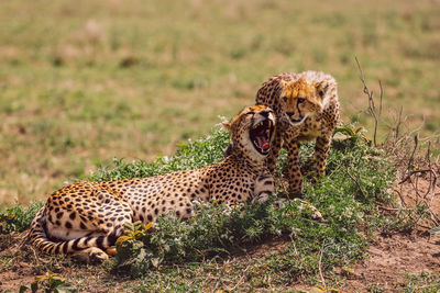 Cheetah on field