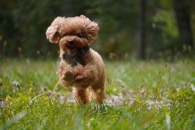 Dog in field