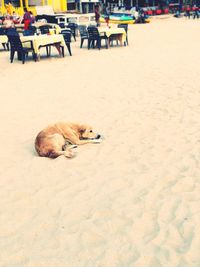 Dog sleeping on sand